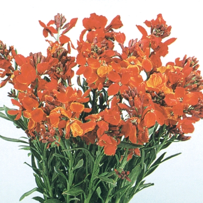 Picture of Wallflower - Vulcan